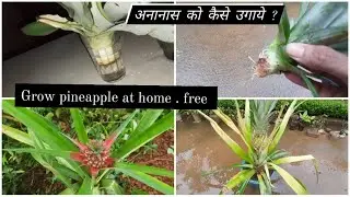 How to grow pineapple at home | अनानास को कैसे उगाये ? [ A to Z ] with fruit