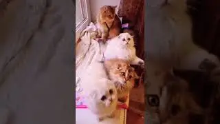 ▷Котики танцуют◁