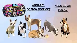 BOGAN'S BOSTONS: Sunday With The Pack + Exciting New Puppy Updates!