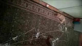 Собака и котенок бесятся с клубком шерсти.