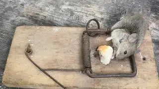 How to Catch a Mouse with a Trap and Feed it To A Dog