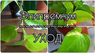 #Эпипремнум