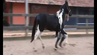 Arqueiro.wmv