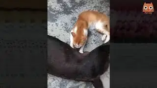 Trate de no reírse - Videos divertidos de gatos y perros #16