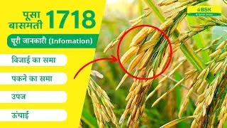 पूसा बासमती 1847 विवरण | चावल के बीज | बासमती चावल की किस्म | शीर्ष धान |उच्च उपज वाले चावल की किस्म