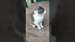 Кіт на ім'я Томас 