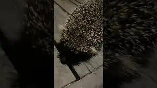 Ёжик пришёл в гости в Алтай Хлебный. А приходит он видимо помогать нашим котам есть вкусную кашу.