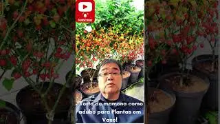 TORTA DE MAMONA como adubo para Plantas em Vaso! Prof.Roberto Takane