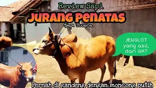 Review Sapi Kerap JURANG PENATAS || JENGLOT asli ada dikandang ini