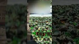 Почему японцы покупали в СССР битое стекло и выбрасывали его в море?