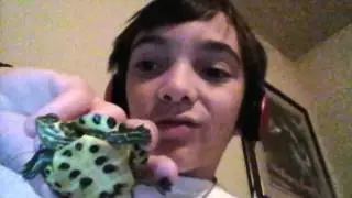 My turtles and lizards!