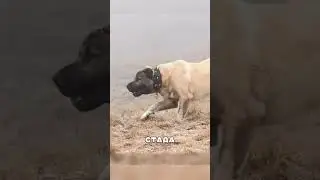 Алабай ВСТРЕТИЛСЯ с волком один на один 🐺🔥👊