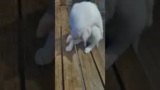 😺