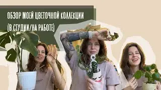 Моя коллекция домашних растений на работе (в студии керамики)
