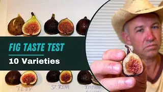 Lets Taste These 10 Fig Varieties that Ripened Today