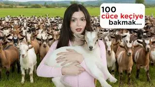 100 CÜCE KEÇİYLE BİR GÜN GEÇİRMEK!