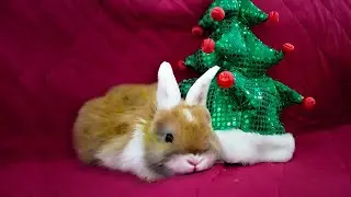 little rabbits under the tree/Крольчата под елкой