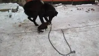 нападение собаки на кота