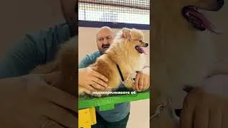 DON'T CARRY THEM. YOU'RE INJURING THE DOG! SPITZ. Small breeds should not be carried! 