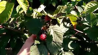 Трипл Краун. Ежевика. 30.08.17 первые плоды.