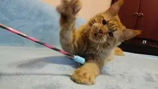 Кошка питомника Золото Мирославы