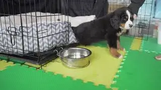 Puppy Bernese Mountain Dog Walks Up From Her Afternoon Nap