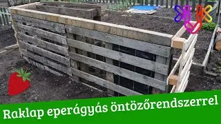 Raklap eperágyás öntözőrendszerrel | Eper átültetése és szaporítása | DIY raklap ötlet