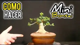 ⚠ COMO HACER UN MINI BONSAI   ⚠ PODA TRASPLANTE Y ALAMBRADO!!!!