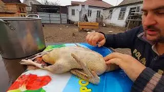 почему я не хочу держать черных уток?