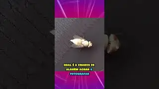 COISAS QUE SÓ ACONTECEM UMA VEZ NA VIDA #shorts #curiosidades