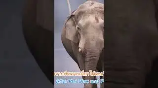 พี่เดี่ยว เดินยาว #เขาใหญ่ #forestelephant #animalnews #animals #elephanthabitat #elephannature
