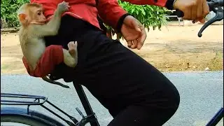 Amazing Baby Monkey Ridding Bicycle with Mum To Shopping, First Time Rid Bicycle On The Road