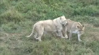 Подружки львицы не прочь угоститься🐈🍗🐾 ПАРК ЗЕМЛЯ ПРАЙДА 🌿
