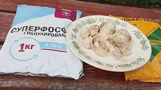 Секреты посадки чеснока. Порадует урожаем...