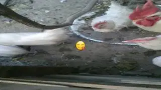 tavuk survivor ödül  oyunu:)))
