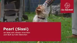 Pearl (Sissi) – sie lässt sich wieder streicheln und läuft auf drei Beinchen
