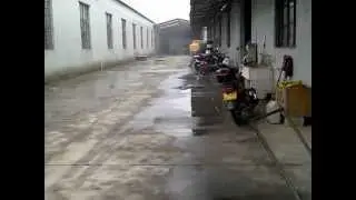 Chinese Factory Dogs