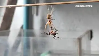 Mga paano mag takedown mga gagamba