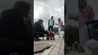 Ох уж эти *наручки* #смешноевидео #юмор #смешныеживотные #barbariskaprincess #тойпудель #барбариска