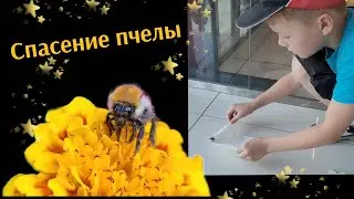 спасаю пчелку из торгового центра. подпишитесь, если нравится❤️‍🔥