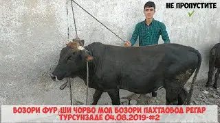 мол бозори калон пахтаобод бозори фурӯши чорво 04/08/2019_-#2