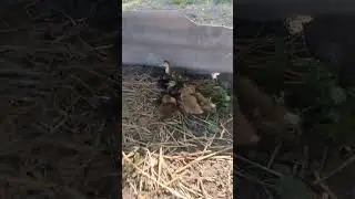 дика кряква в домашніх умовах #качки #кряква #птенцы #домашниеживотные