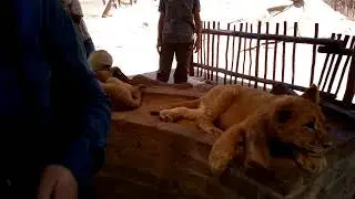 Lion Park, Johannesburg, SAR