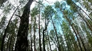 Сосновый лес