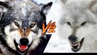 СЕРЫЙ ВОЛК VS ПОЛЯРНЫЙ ВОЛК!!!