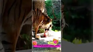 Picnic for tigers #shorts