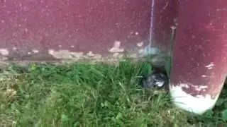 Found a bird