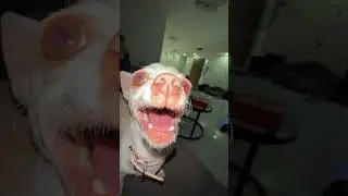 Niki my dog attacked me😂😂😂