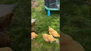 Wild chickens!