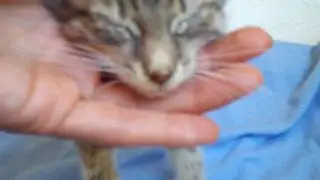 жужу.MOV